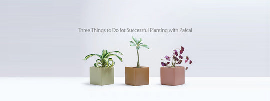 3 Things to Do for Successful Planting with Pafcal