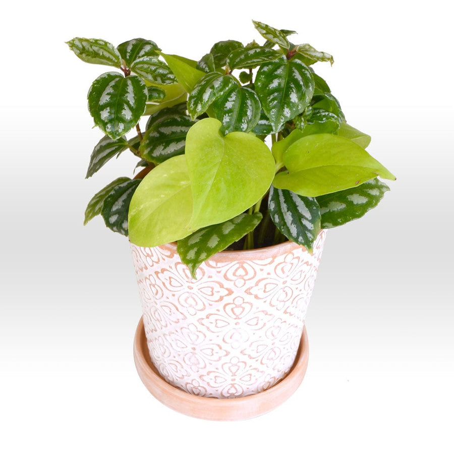 A POTHOS & MOON VALLEY PLANT hamper in a white pot with green leaves by VWOWGIFTS.