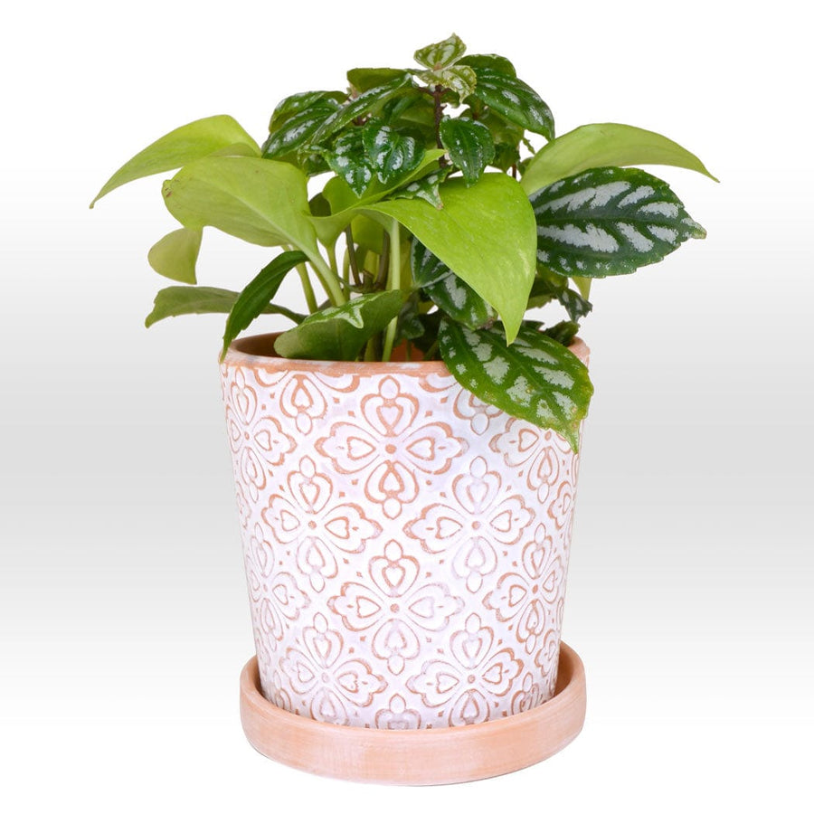 A white VWOWGIFTS pot with a POTHOS & MOON VALLEY PLANT in it.