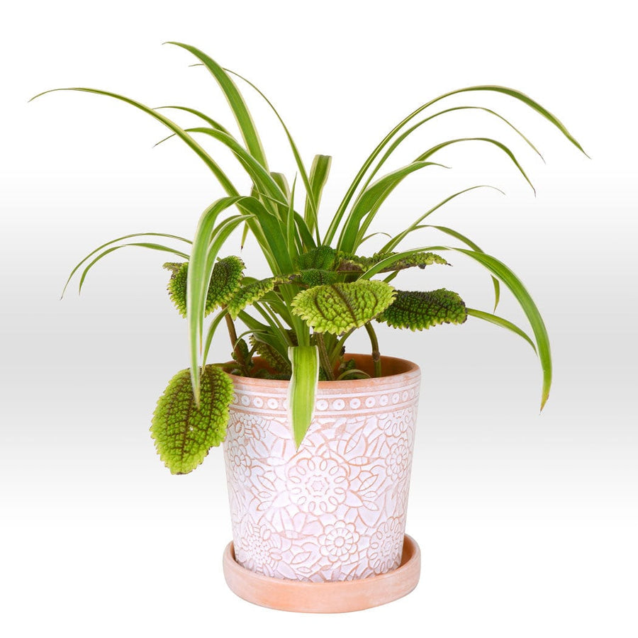 A TUFTED BRACKETPLANT & MOON VALLEY PLANT in a white pot on a white background by VWOWGIFTS.