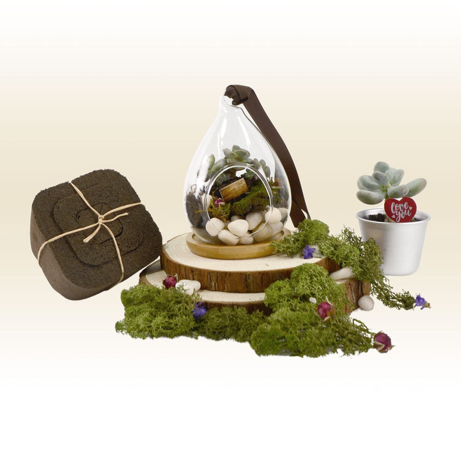 A VWOWGIFTS terrarium filled with LOVE BLOOM PLANT WEDDING FAVOUR succulents and moss.