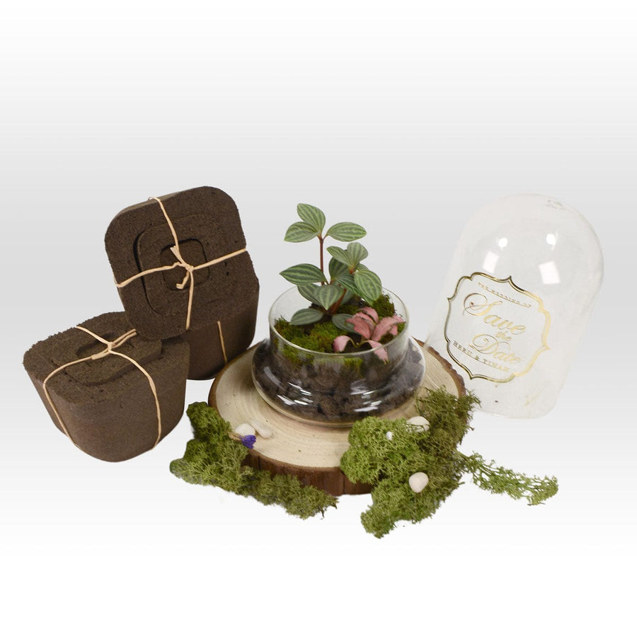 A VERDANT WITH PLANT WEDDING FAVOUR terrarium with moss and a plant in it, from VWOWGIFTS.