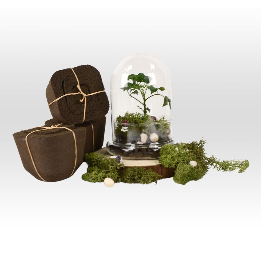 A VWOWGIFTS VERDANT WITH PLANT WEDDING FAVOUR terrarium with moss and a small plant.