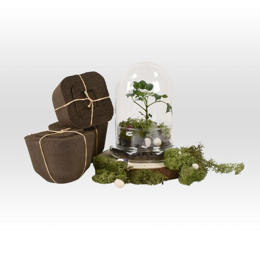 A VWOWGIFTS VERDANT WITH PLANT WEDDING FAVOUR featuring moss and a small plant.
