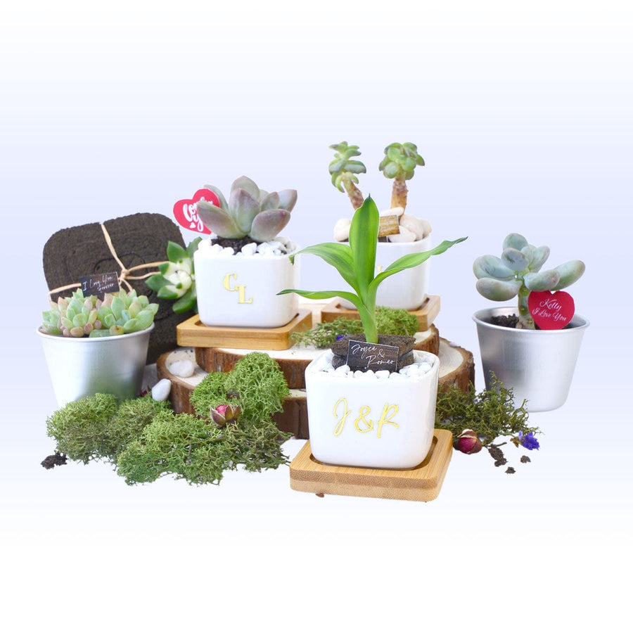 ETERNAL LOVE WITH PLANT WEDDING FAVOUR HAMPER｜Personalized Message Golden Stricker｜Evergreen Plants with Pafcal｜Plants Ornaments｜Gardening Labels｜永恆的愛綠植回禮小禮物｜常綠植物｜有機無土透氣綿｜植物飾品｜園藝小標籤｜金色個性化文字